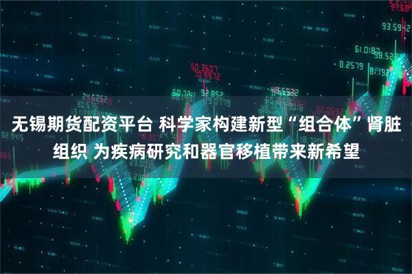 无锡期货配资平台 科学家构建新型“组合体”肾脏组织 为疾病研究和器官移植带来新希望